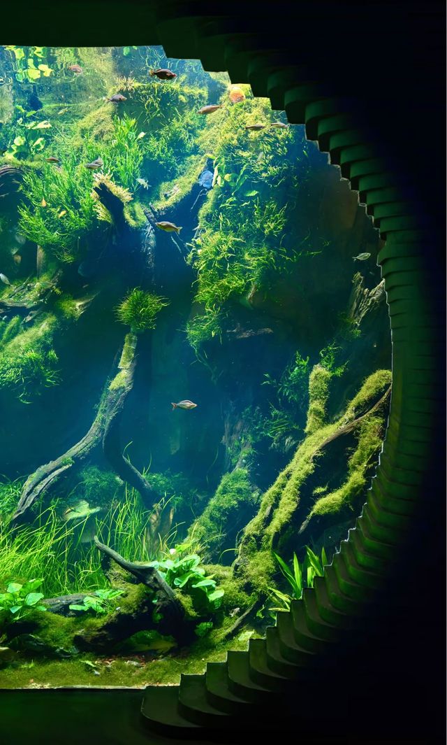 綠野仙蹤般治癒之旅