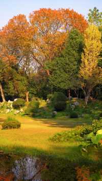 武漢植物園最美的秋景在這裡了