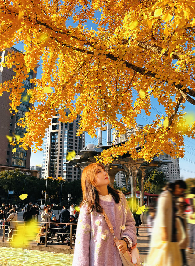 金色暴擊!上海黃金城道銀杏濃度已滿格! 金色暴擊!上海黃金城道銀杏濃度已滿格!