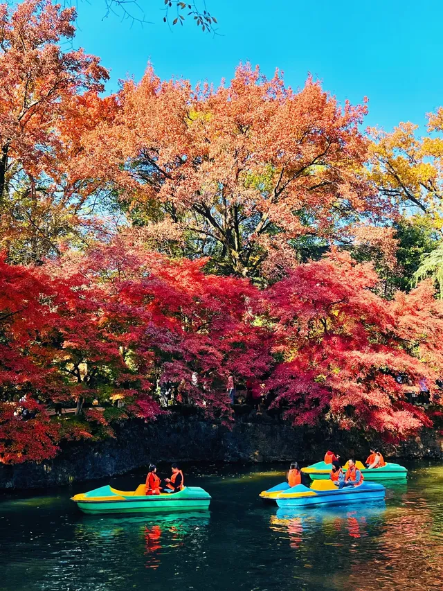 虞山賞楓實拍本週末可衝! 虞山賞楓實拍本週末可衝!