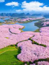 貴州平壩萬畝櫻花園絕美打卡地