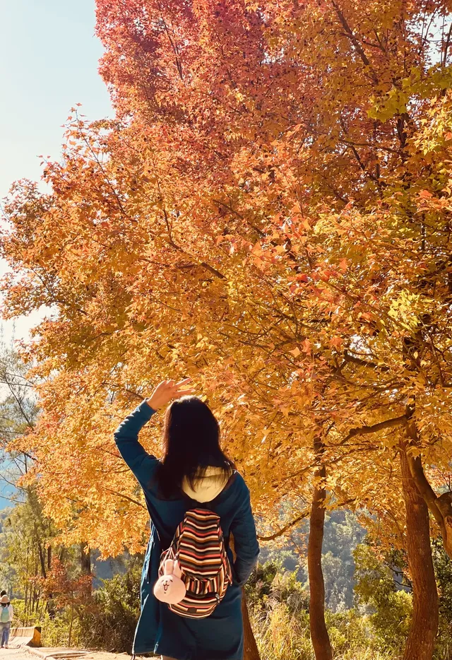 大棠楓香林.你沒看錯.這是香港的楓葉林喔 大棠楓香林.你沒看錯.這是香港的楓葉林喔