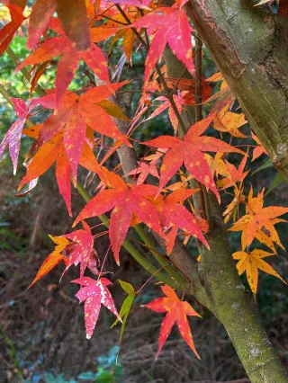 The most beautiful season in Jiufeng Village is as if a paint palette has been spilled