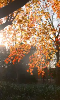 不誇張這是上海拍楓葉最美的公園了