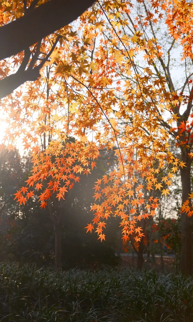 不誇張這是上海拍楓葉最美的公園了 不誇張這是上海拍楓葉最美的公園了