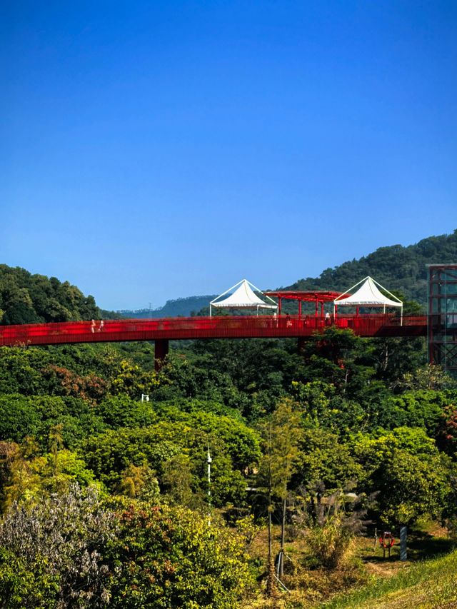 為什麼深圳人總在朋友圈曬這座虹橋？