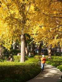 上海小眾秘境金黃銀杏與紅葉交織的治癒公園