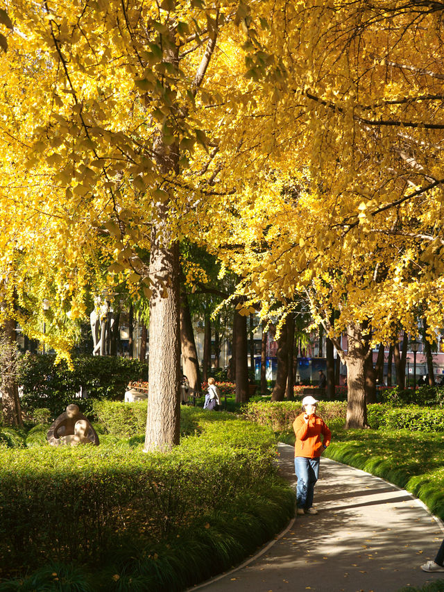 上海小眾秘境金黃銀杏與紅葉交織的治癒公園