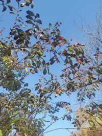 天津中山公園｜秋日限定的金色童話世界  落日銀杏+古建長廊！隨手拍都是電影感大片   天津秋日頂流