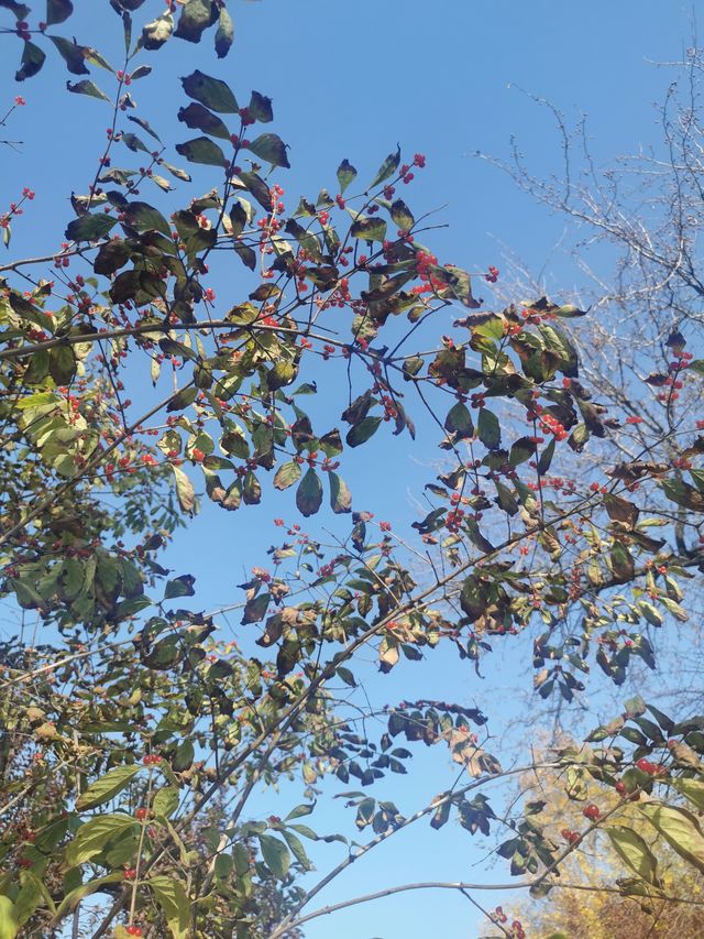 天津中山公園｜秋日限定的金色童話世界  落日銀杏+古建長廊！隨手拍都是電影感大片   天津秋日頂流