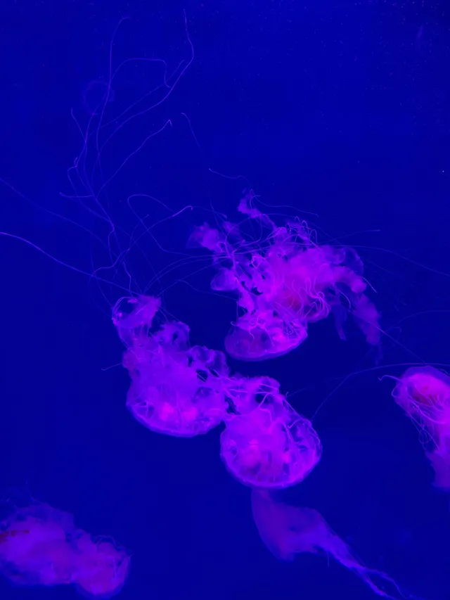 沉浸式墜入深海星穹，治癒與出片雙滿分～