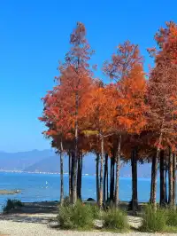 18圖告訴你,現在的大理水杉季究竟有多美……