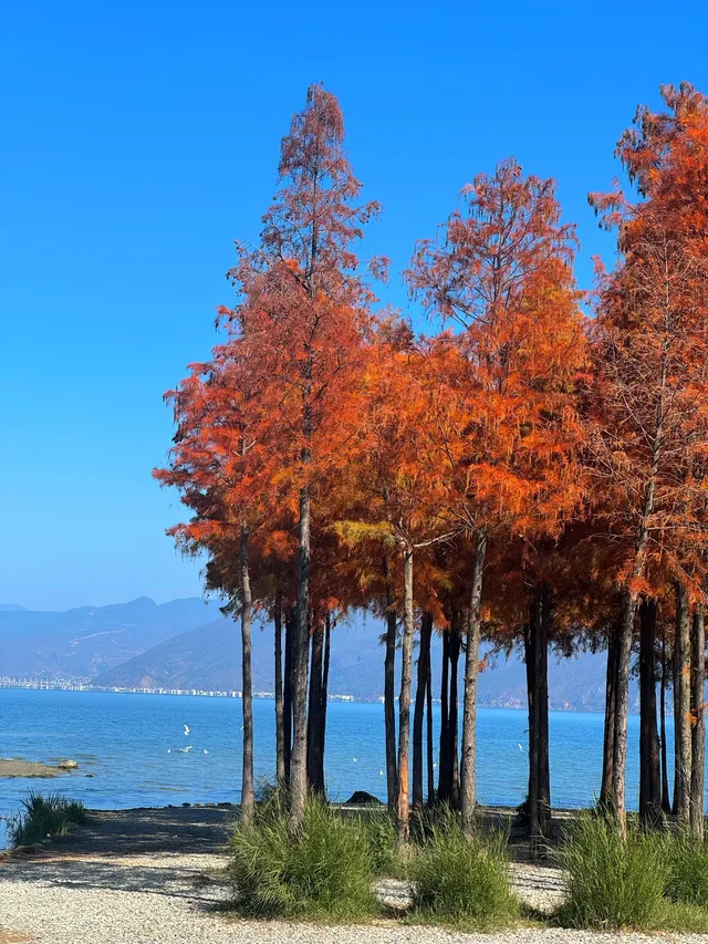 18圖告訴你,現在的大理水杉季究竟有多美…… 18圖告訴你,現在的大理水杉季究竟有多美……