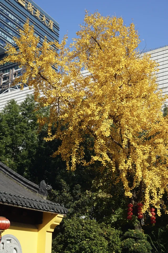 12.6 湖州秋景city walk路線 12.6 湖州秋景city walk路線