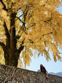 不是騰衝!在溫州!浙南12月濃烈的生命力~