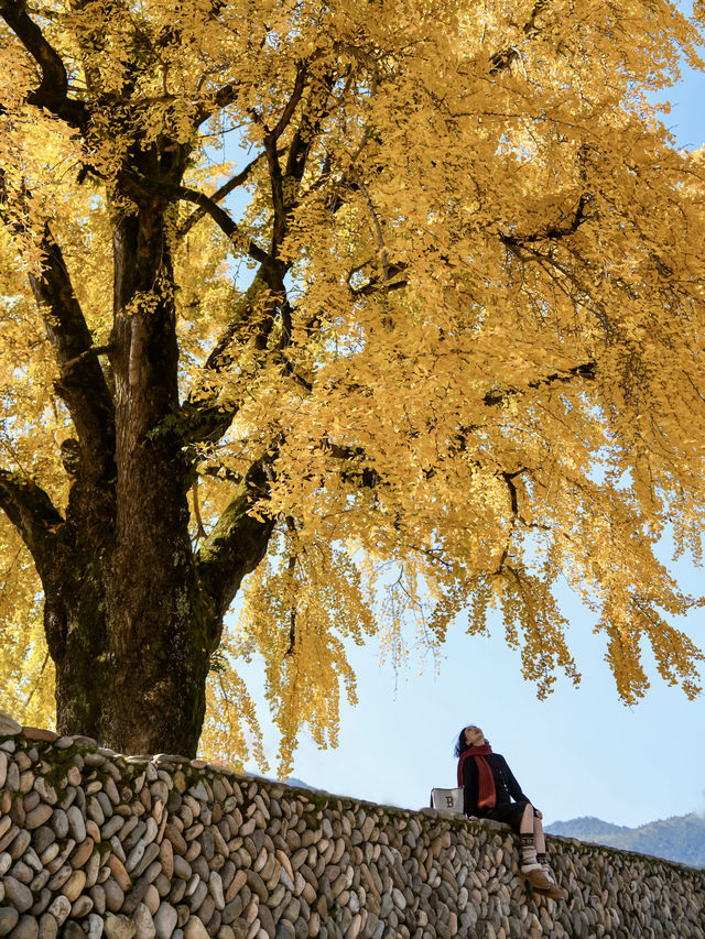 不是騰衝!在溫州!浙南12月濃烈的生命力~ 不是騰衝!在溫州!浙南12月濃烈的生命力~