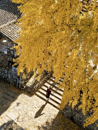 Not Tengchong! In Wenzhou! The strong vitality of southern Zhejiang in December～