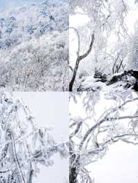 北京初雪刷屏南京紫金山霧淞已在路上!東北平替絕美暴擊