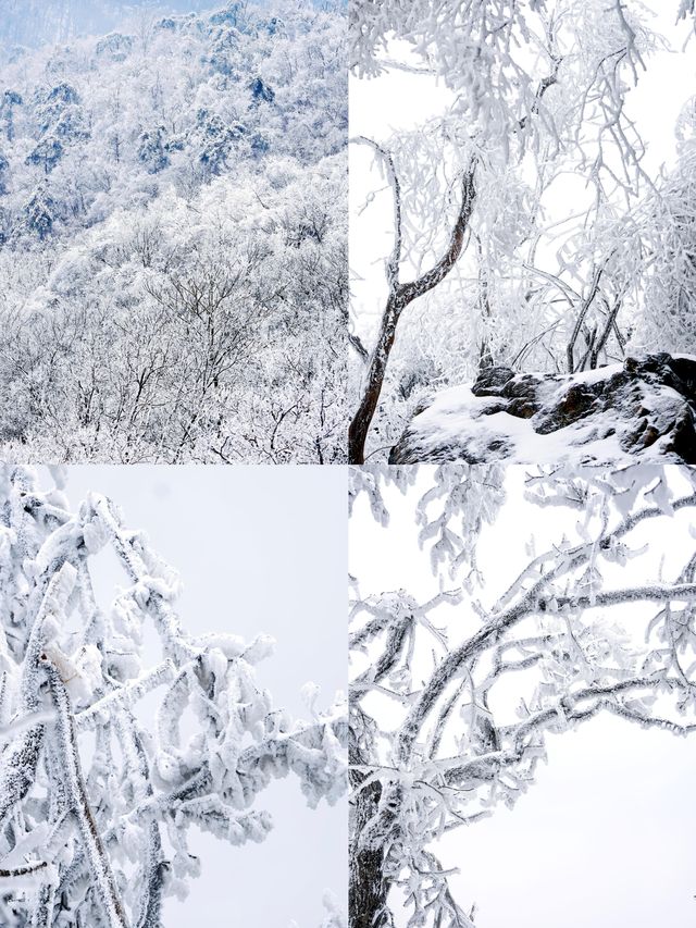 北京初雪刷屏南京紫金山霧淞已在路上!東北平替絕美暴擊 北京初雪刷屏南京紫金山霧淞已在路上!東北平替絕美暴擊