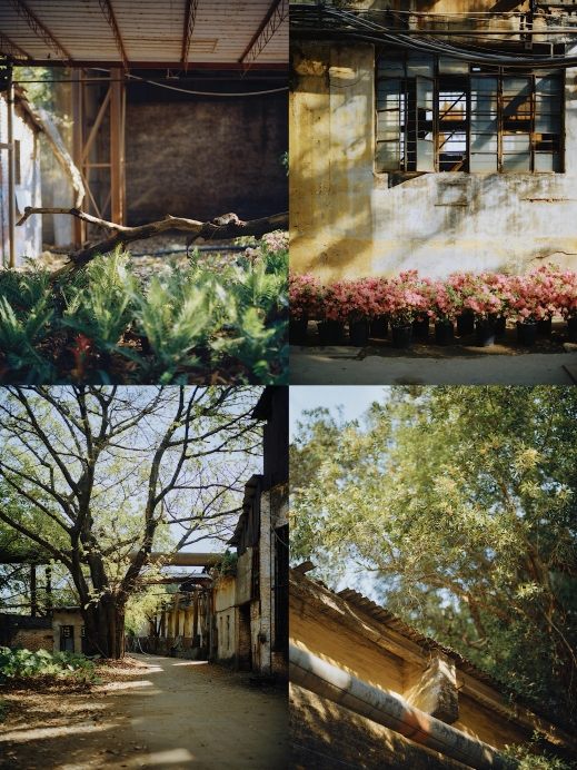 廃墟の中で緑の植物の秘境を探す | Trip.com 順徳区