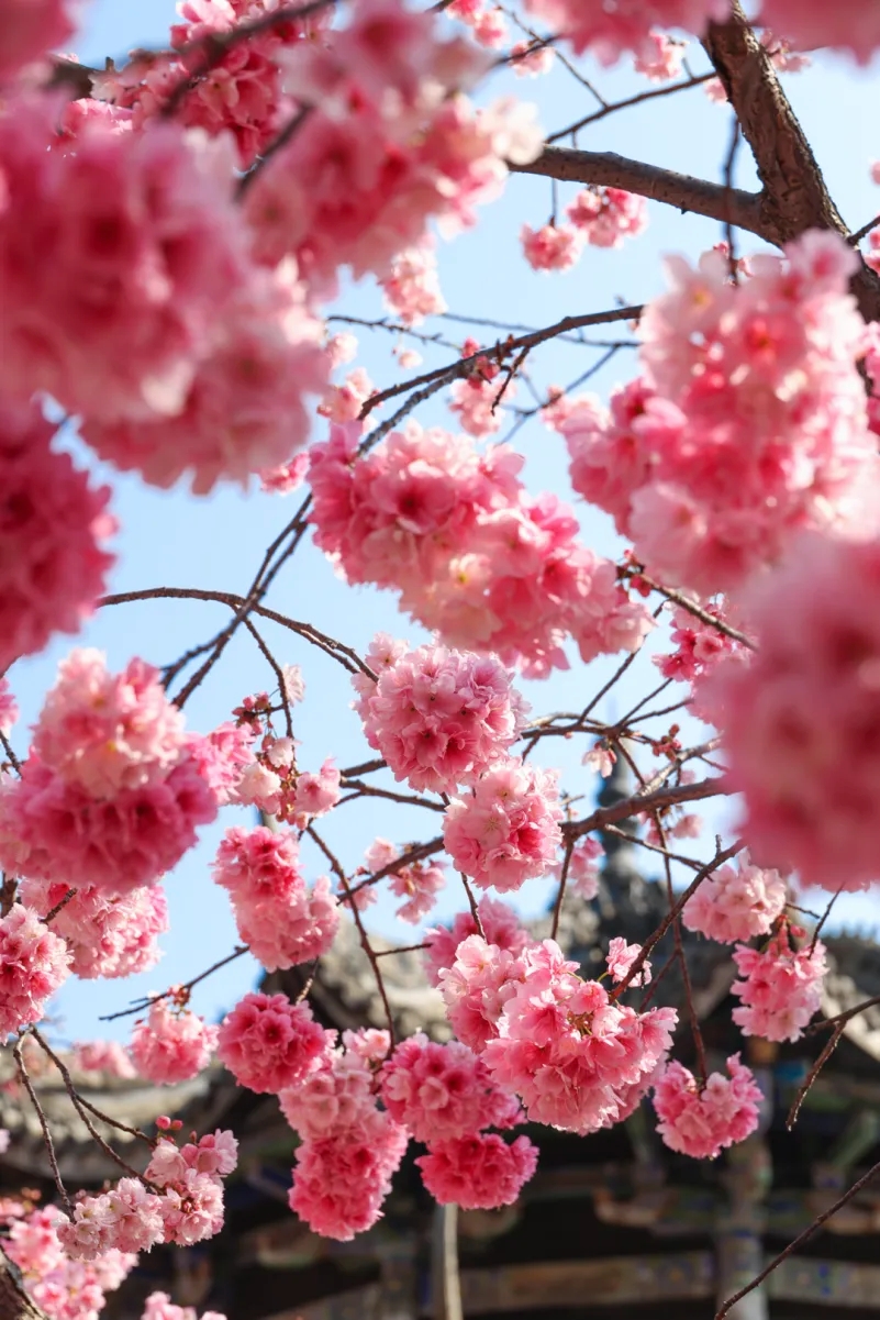 Xichang Guangfu Temple's cherry blossoms are explosively blooming, turning the ancient temple into a romantic legend! 