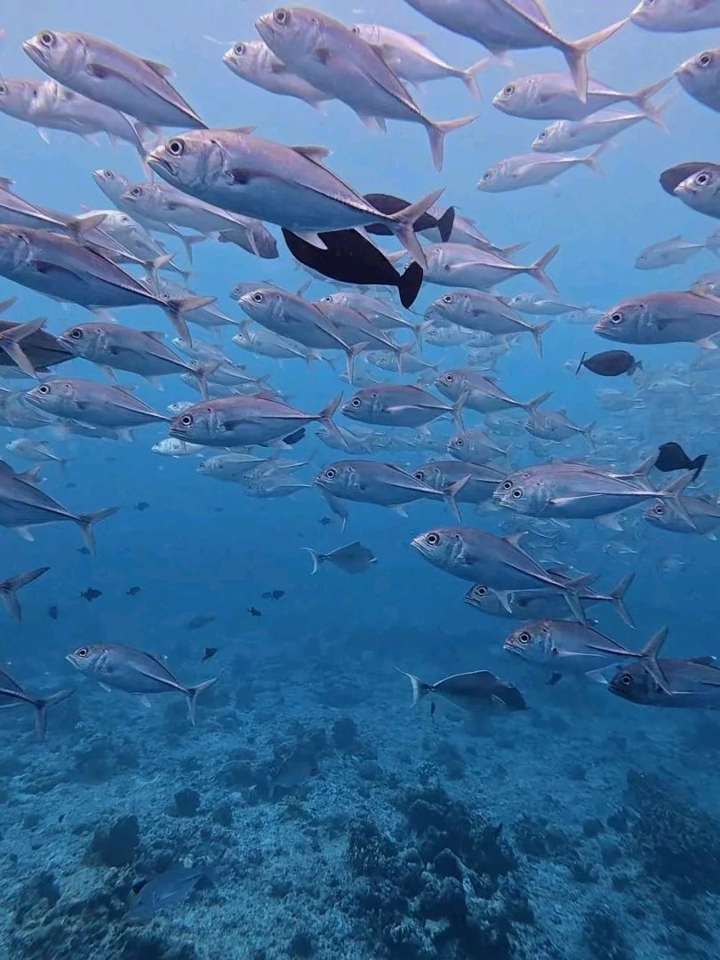 海底の超ド迫力なサメの世界を探索。 | Trip.com コロール
