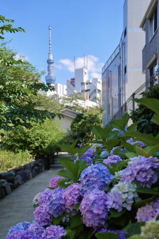 Tokyo | Asakusa Local's Summer Skytree Walking Route Revealed