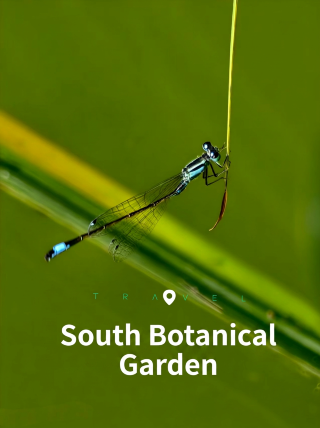 Lotus pond sprites: dragonflies dancing