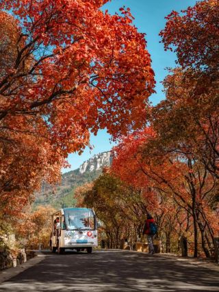 済南紅叶谷｜紅葉祭が開幕！山一面がハグマノキで赤く染まるのを待つ