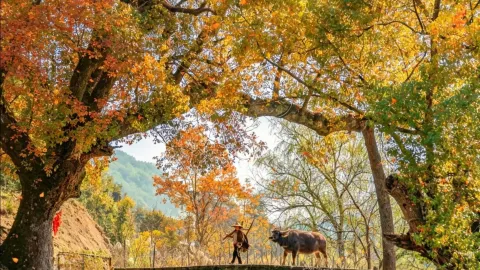 휘저우 가을 10대 명소 추천: 수묵화 같은 가을 풍경 속으로의 초대 — traveler post in 아바 티베트족 창족 자치주