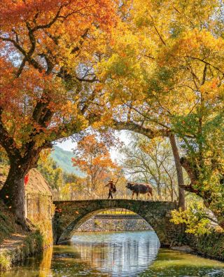Top 10 Autumn Attractions in Huizhou: A Date with Autumn's Ink-Wash Beauty