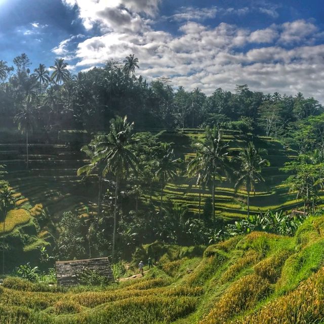 Charms of green Ubud 