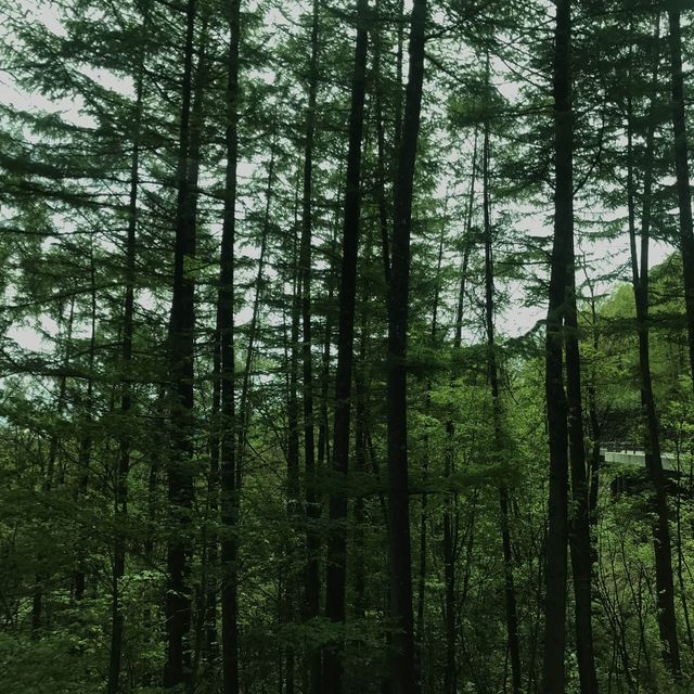 潔白的雪走廊 — 乘鞍高原
