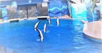 Ocean Park Hong Kong