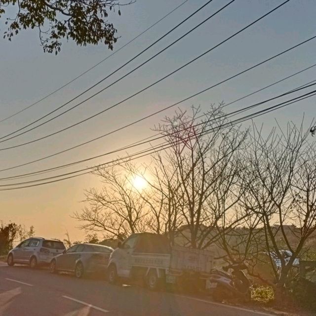 ［陽明山 美景］平菁街42巷櫻花盛開