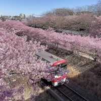 到日本看櫻花不用等三月！到三浦海岸看河津櫻🌸