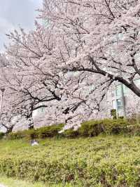 벚꽃명소 ! 다양한꽃들이 많은 부산 온천천 🌸