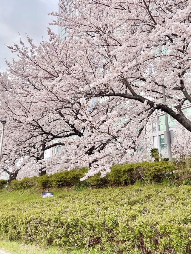 벚꽃명소 ! 다양한꽃들이 많은 부산 온천천 🌸