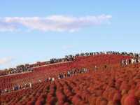 Kochia at Hitachi Seaside Park