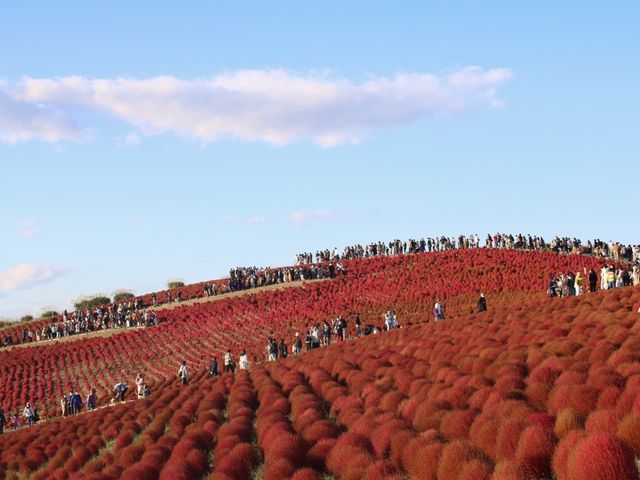 Kochia at Hitachi Seaside Park