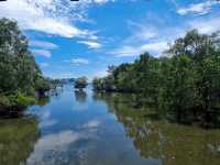 The Mysterious Mangrove 