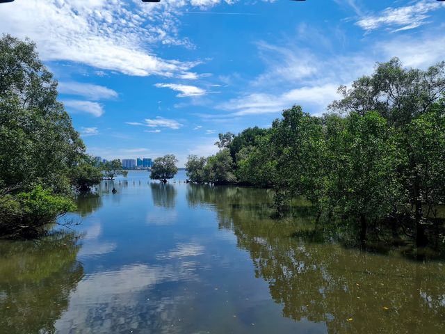 The Mysterious Mangrove 