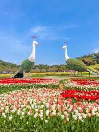 알록달록한 튤립이 가득🌷💞