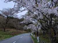 Cherry Blossoms Under the Rain: A Morioka Tale