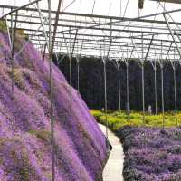 A Crowd Pleaser: Cameron Highlands Flora Park