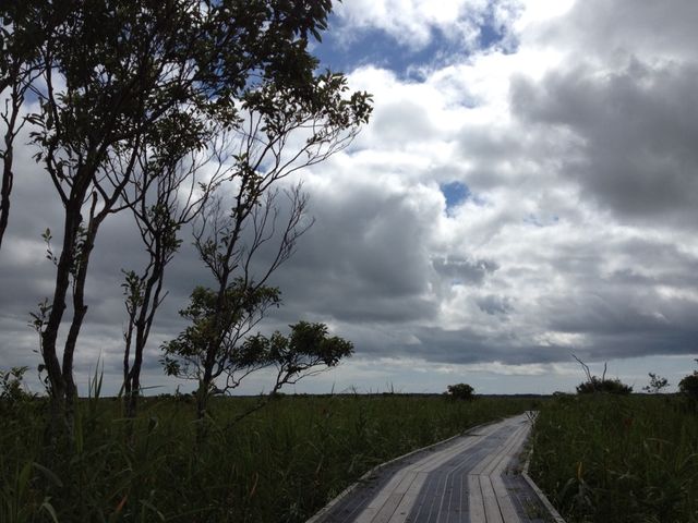 北海道　北海道観光　北海道らしい風景　サロベツ原生花園で和む！
