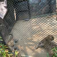泰國曼谷野生動物園