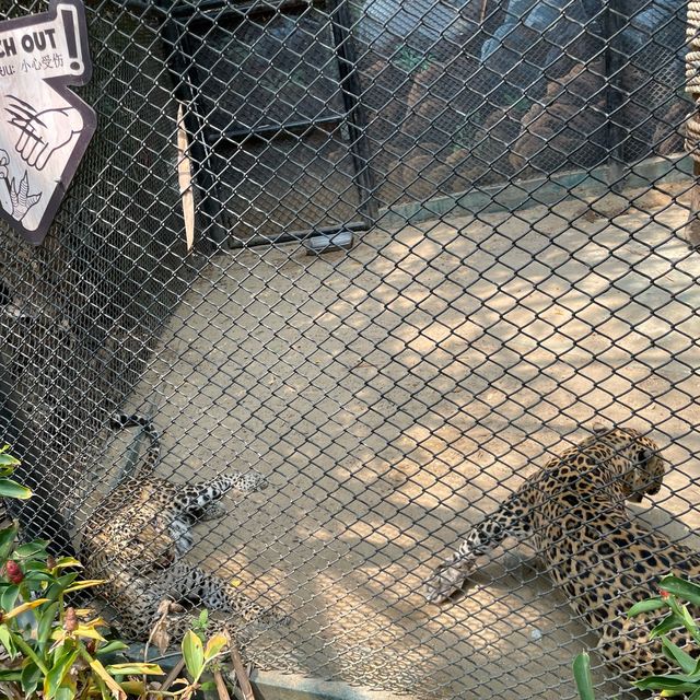 泰國曼谷野生動物園