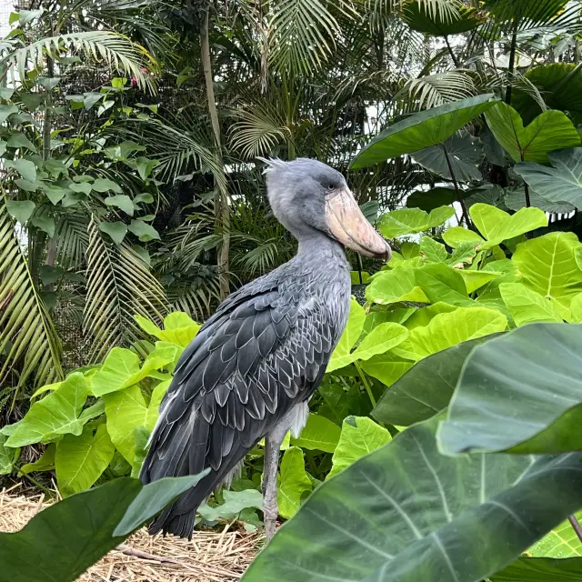 最棒動物園：神戶動物王國