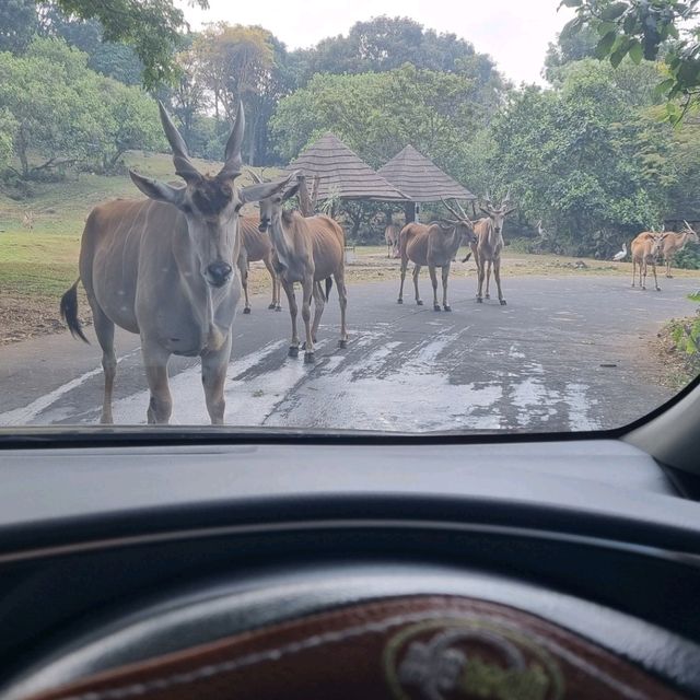 I drove my car into the Safari